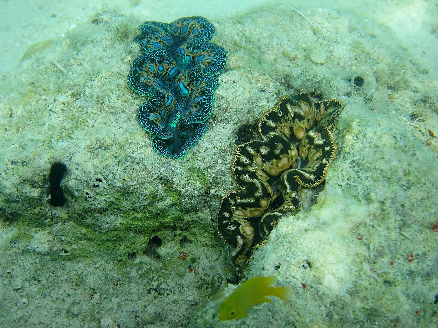 The Shallow Lagoon 31