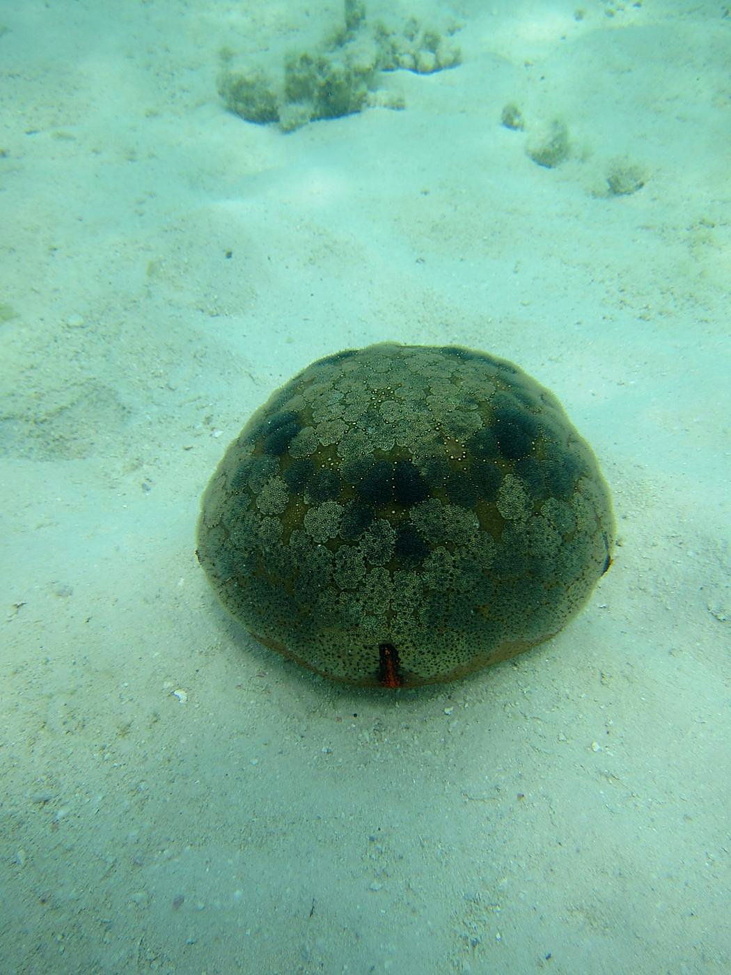 The Shallow Lagoon 32