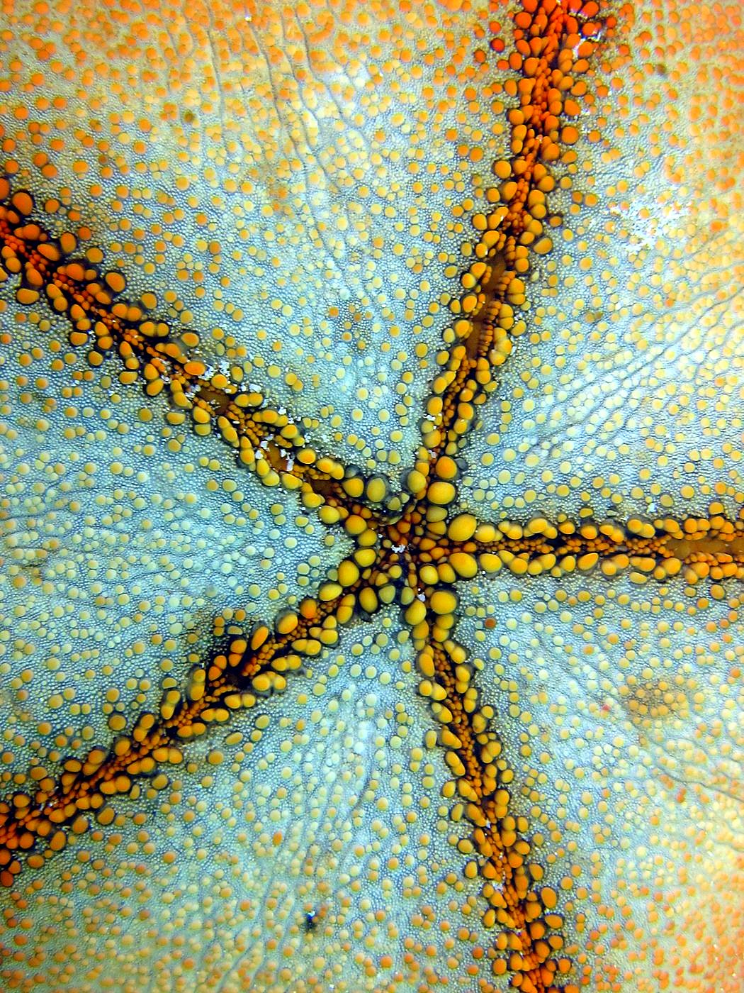 The Shallow Lagoon 33