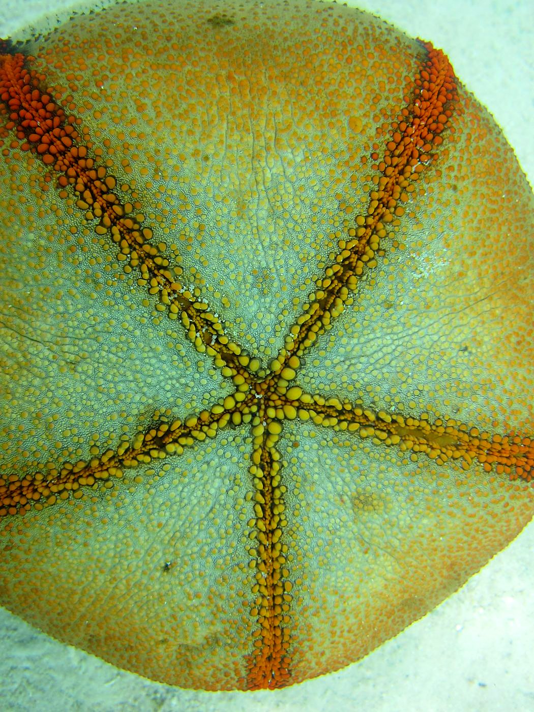 The Shallow Lagoon 34