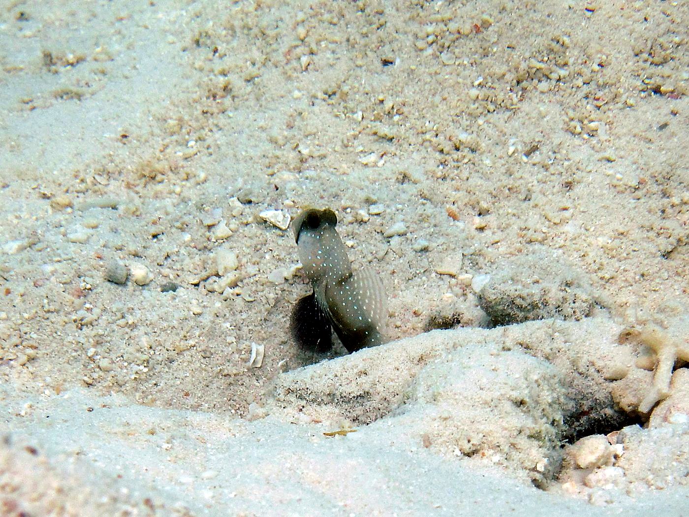 The Shallow Lagoon 35