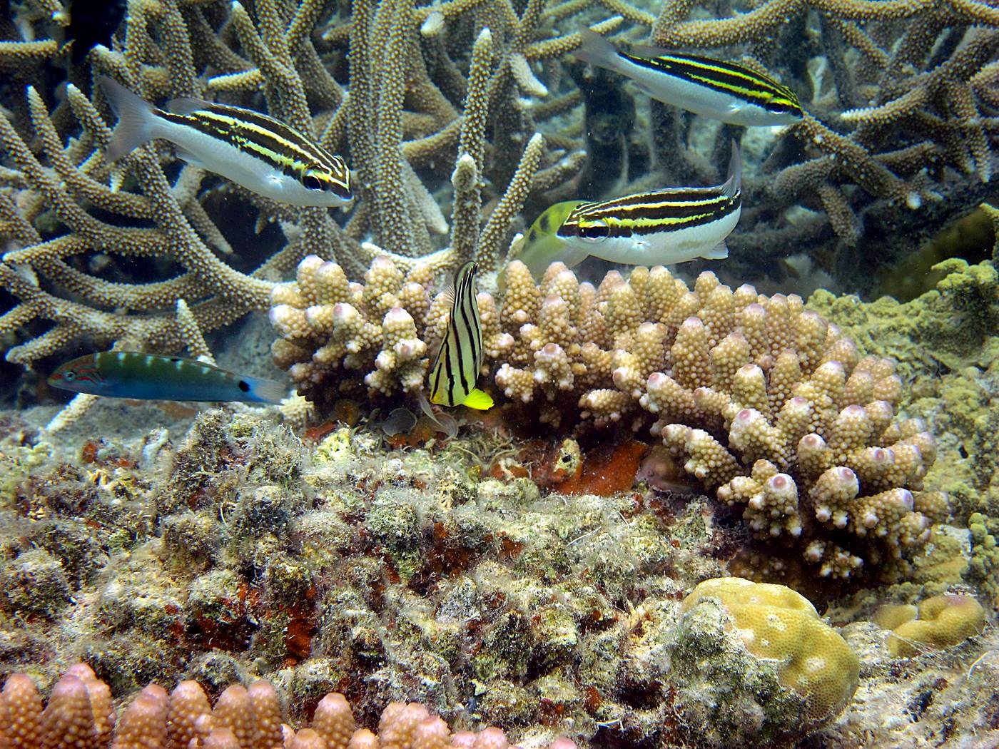 The Shallow Lagoon 36
