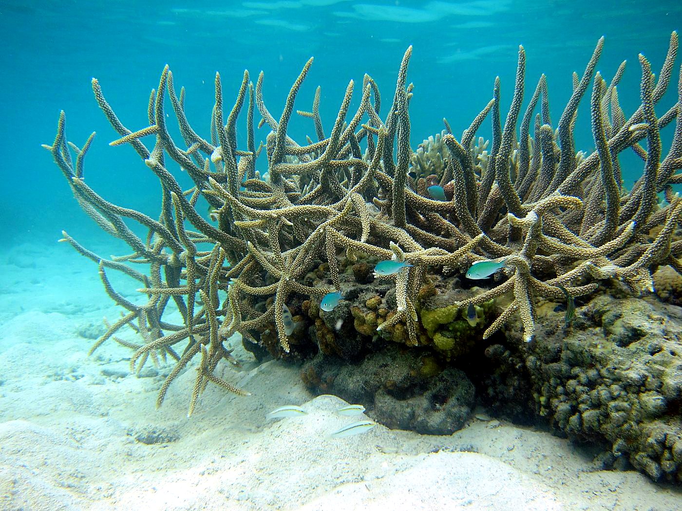 The Shallow Lagoon 37
