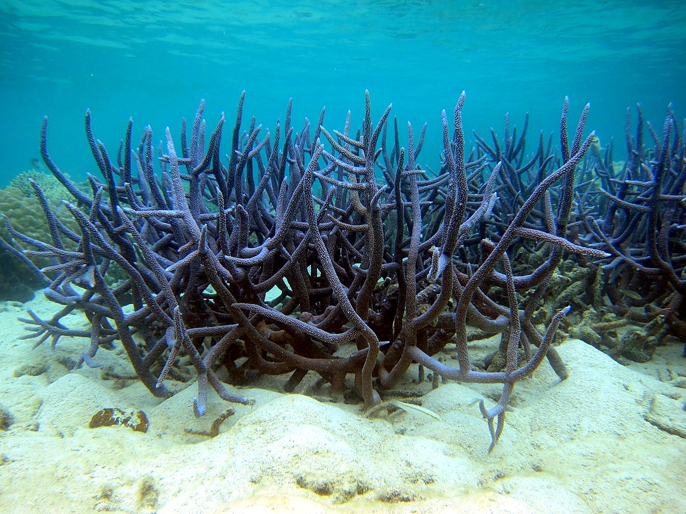 The Shallow Lagoon 38