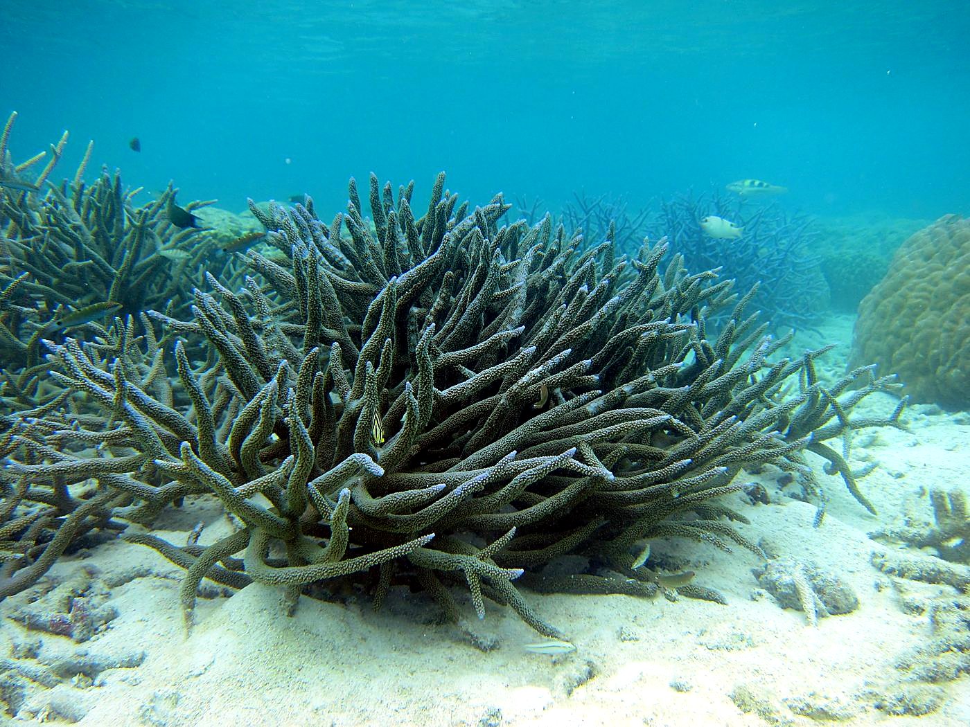 The Shallow Lagoon 39