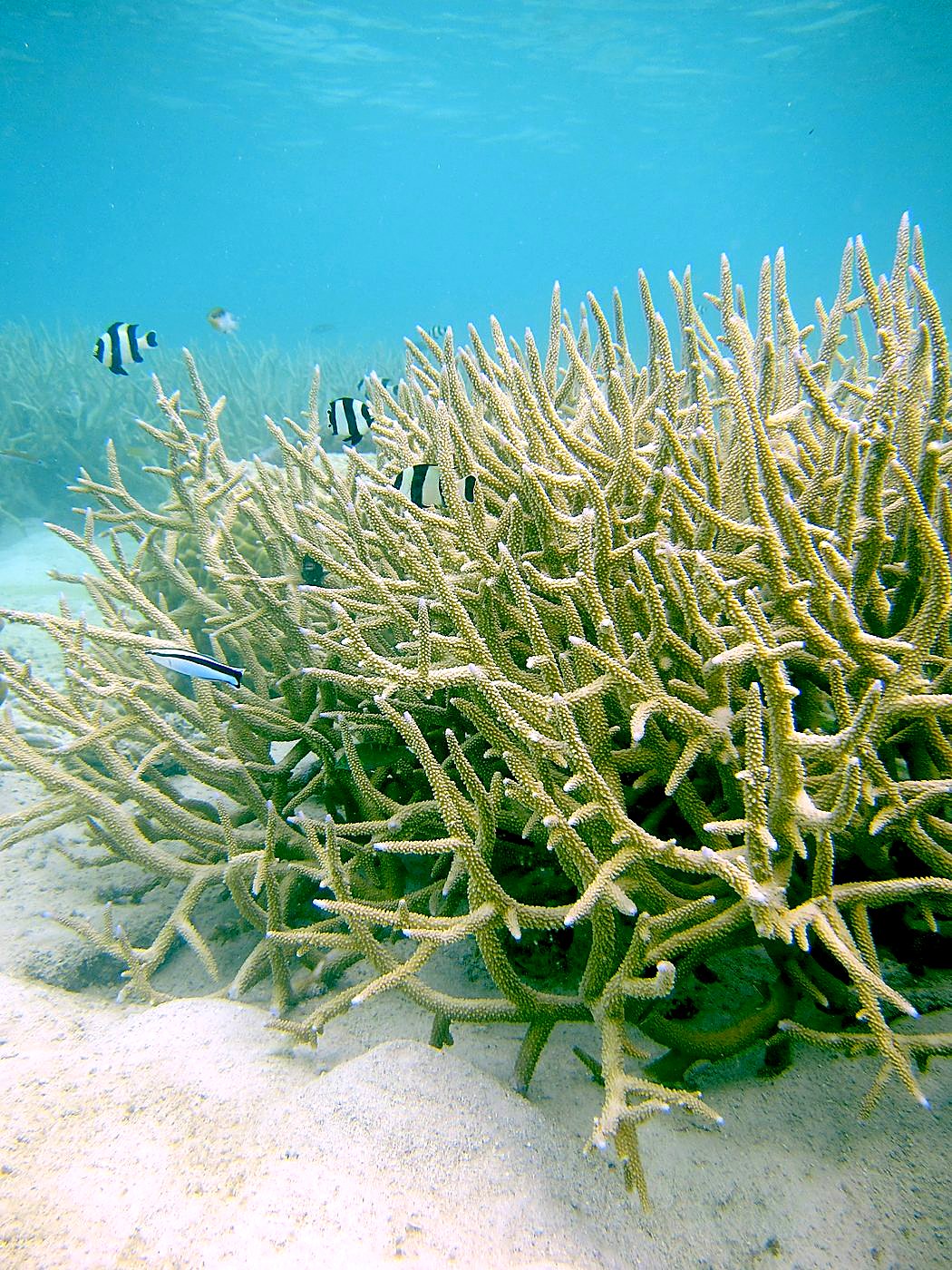 The Shallow Lagoon 40