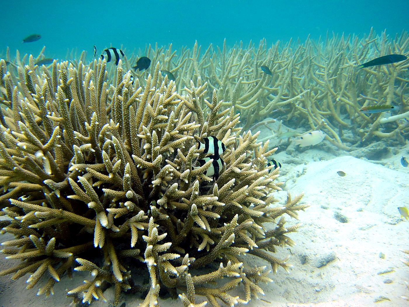 The Shallow Lagoon 41