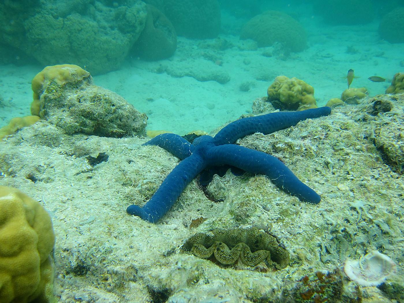 The Shallow Lagoon 43