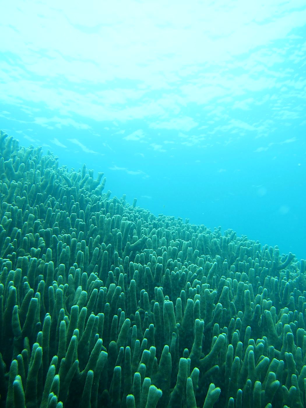 The Shallow Lagoon 44