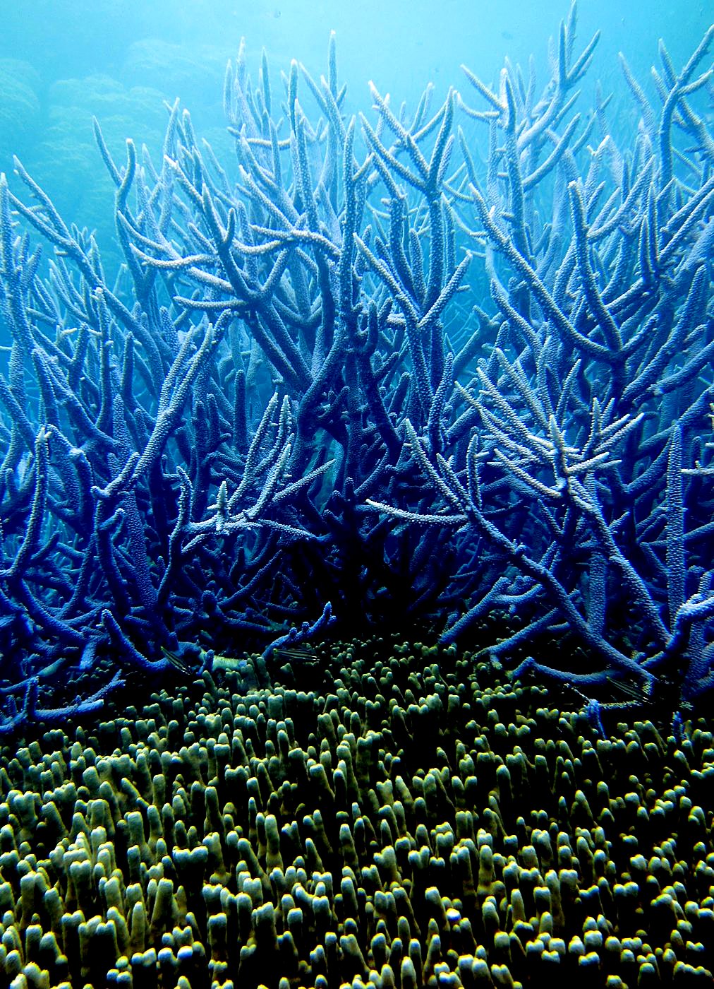 The Shallow Lagoon 45