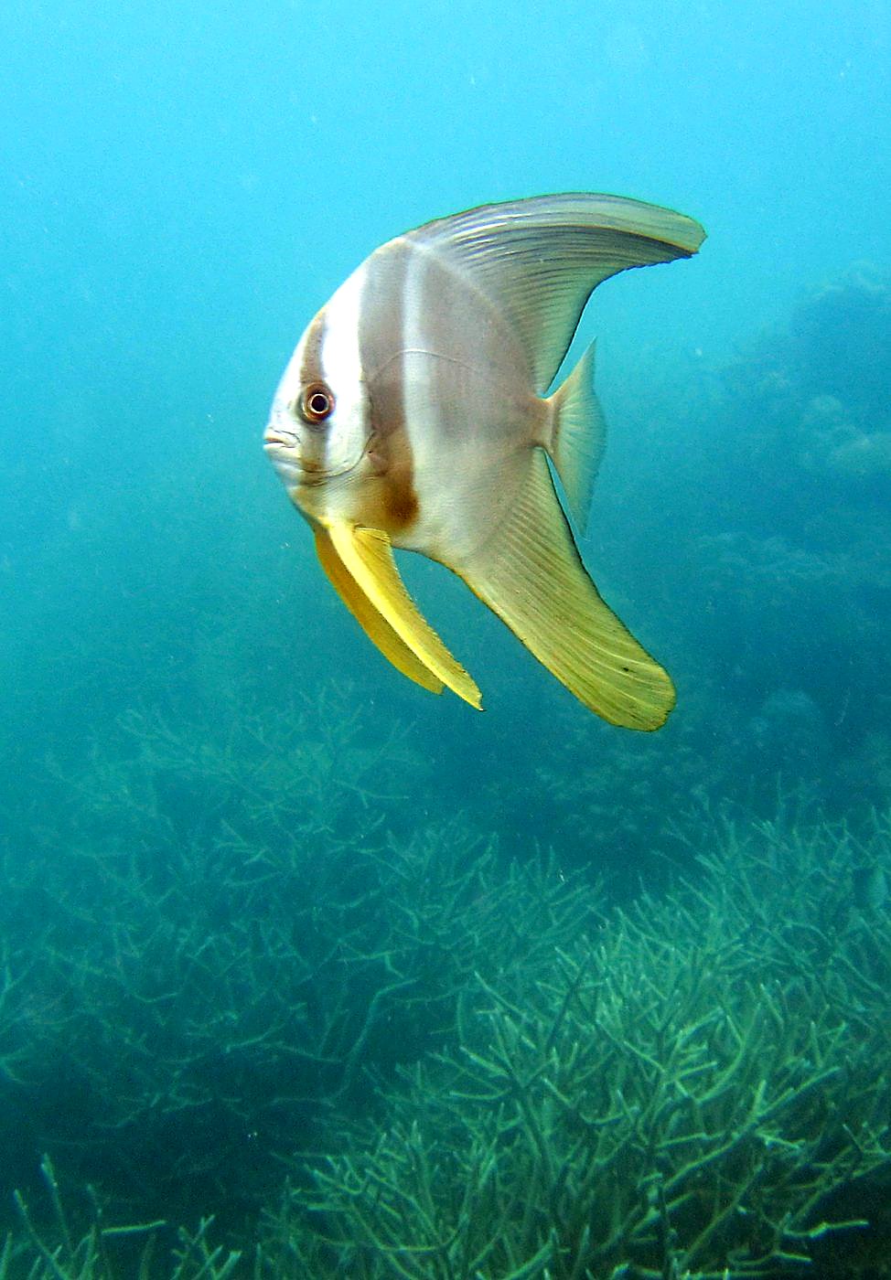 The Shallow Lagoon 46
