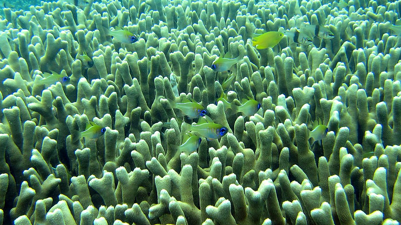 The Shallow Lagoon 47