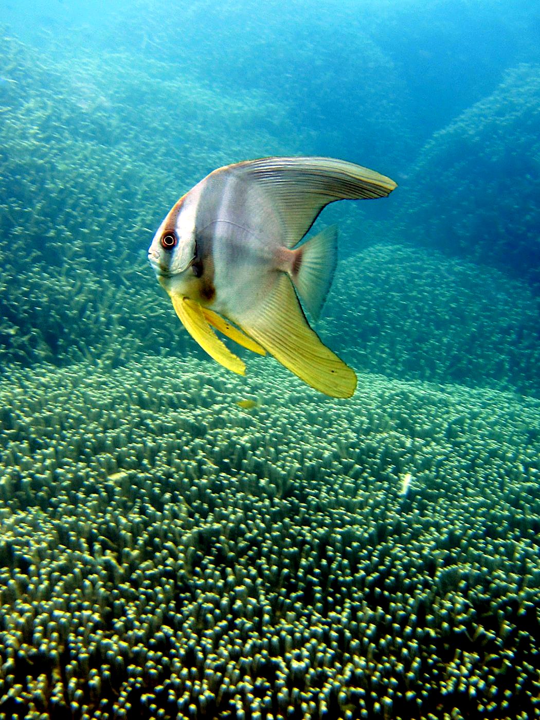 The Shallow Lagoon 48