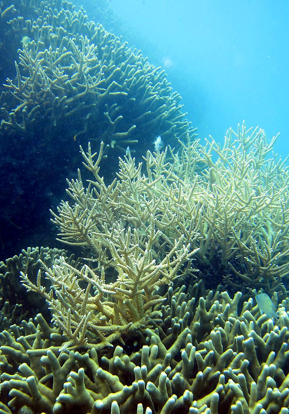 The Shallow Lagoon 49