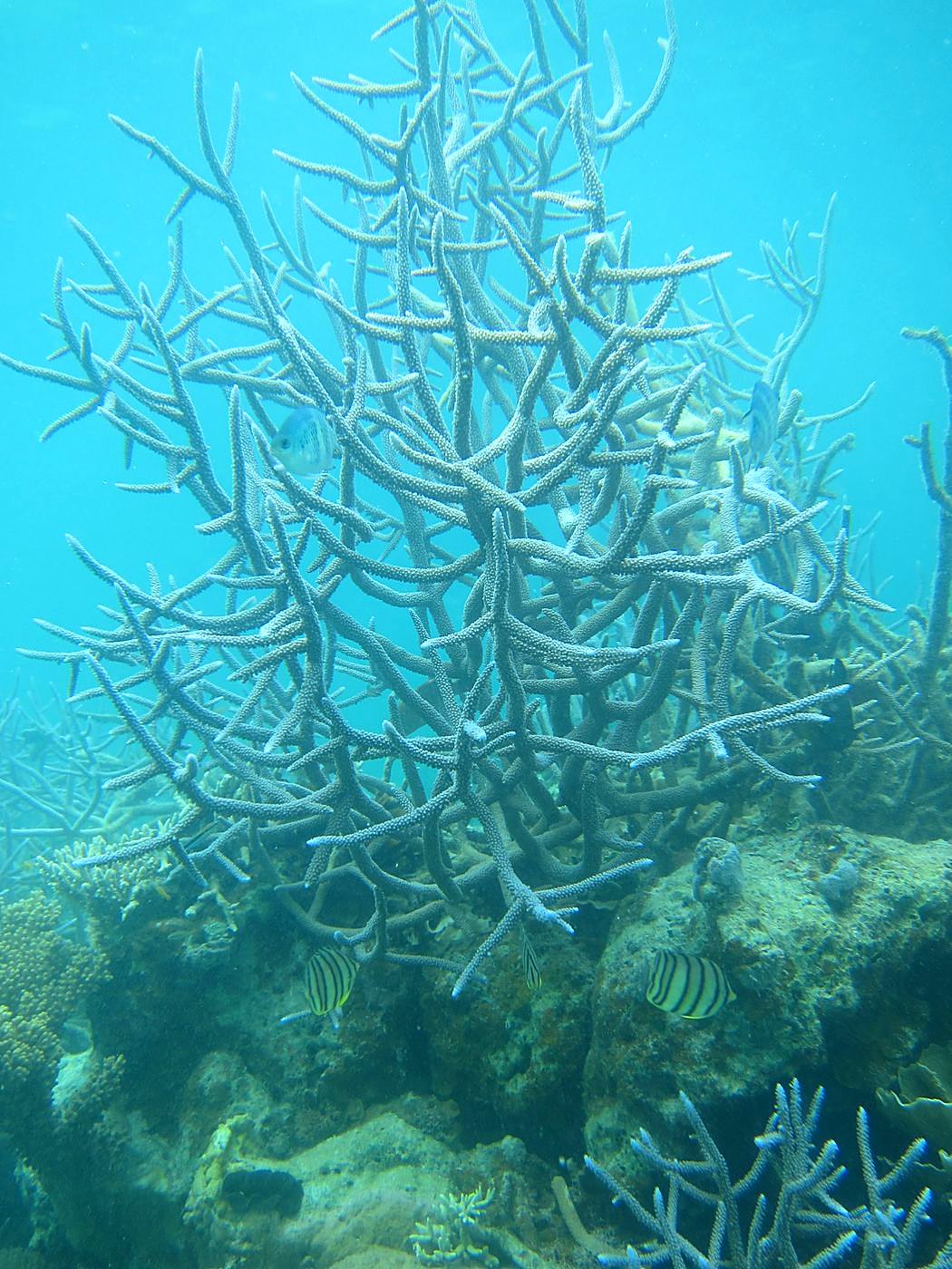 The Shallow Lagoon 50