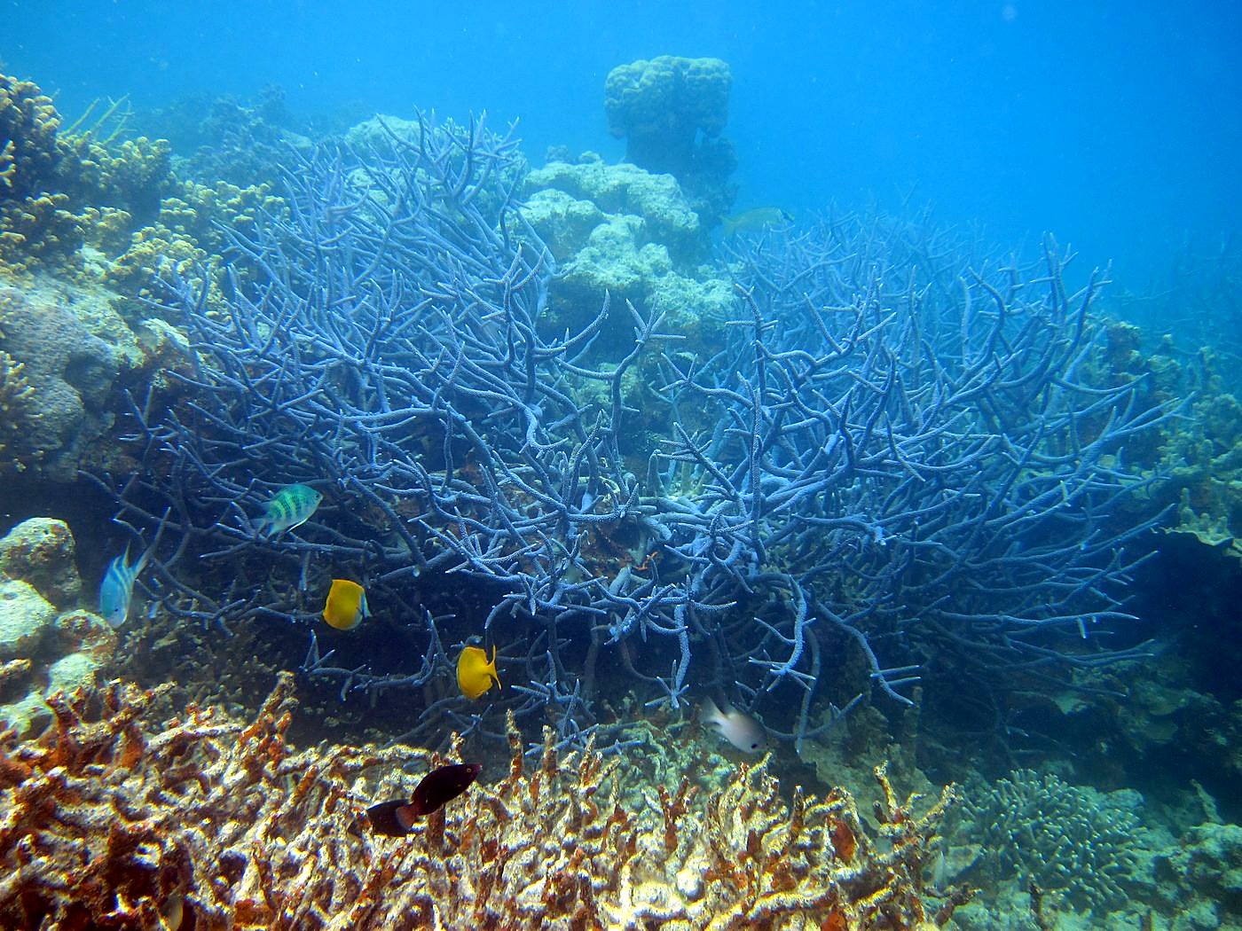 The Shallow Lagoon 51