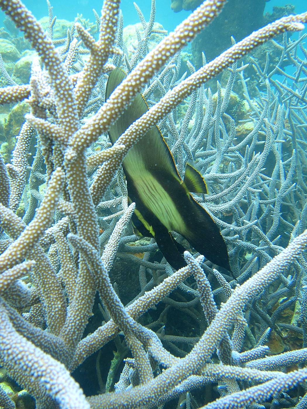 The Shallow Lagoon 53