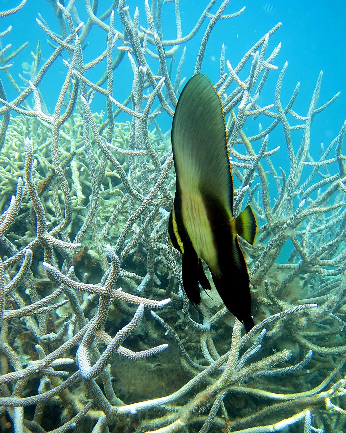 The Shallow Lagoon 54