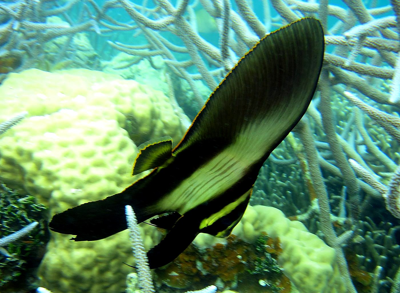 The Shallow Lagoon 56