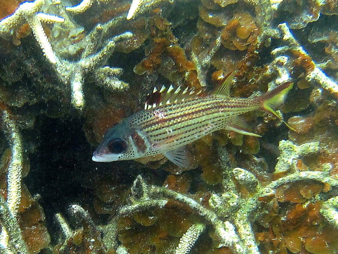 The Shallow Lagoon 57