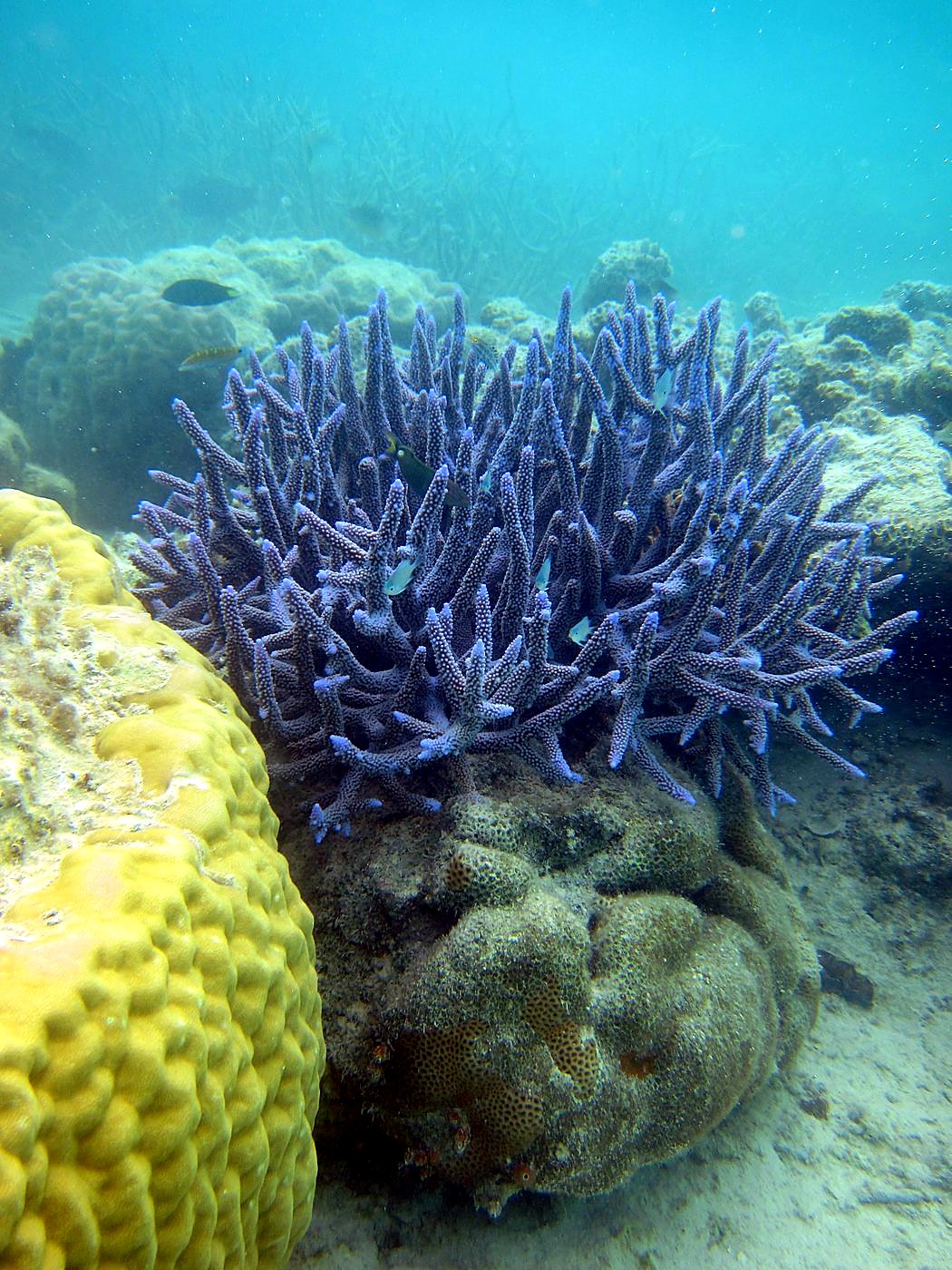 The Shallow Lagoon 60