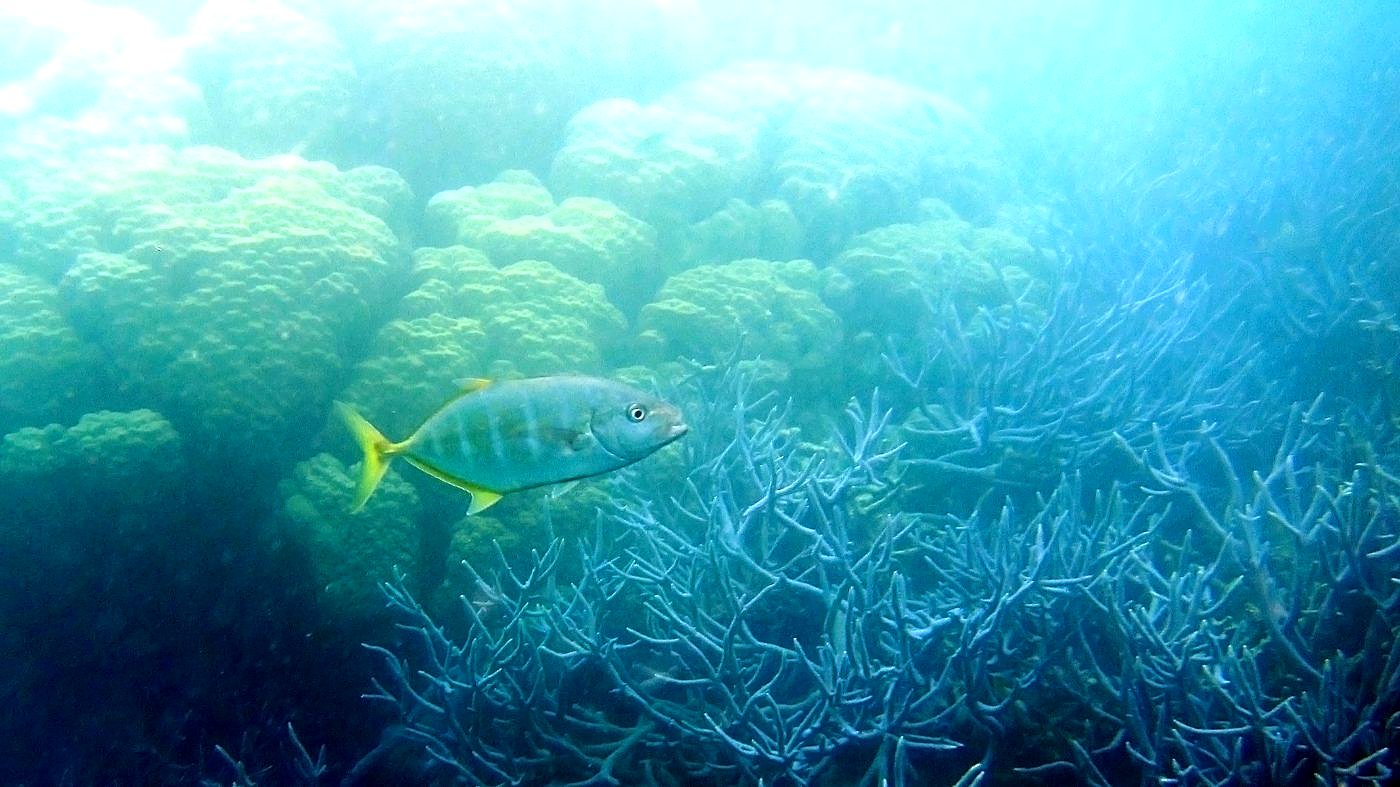 The Shallow Lagoon 61