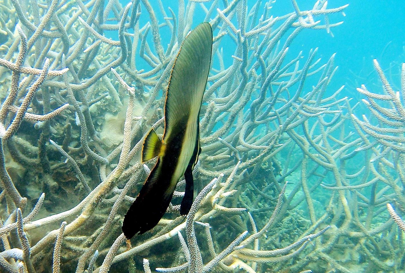The Shallow Lagoon 63