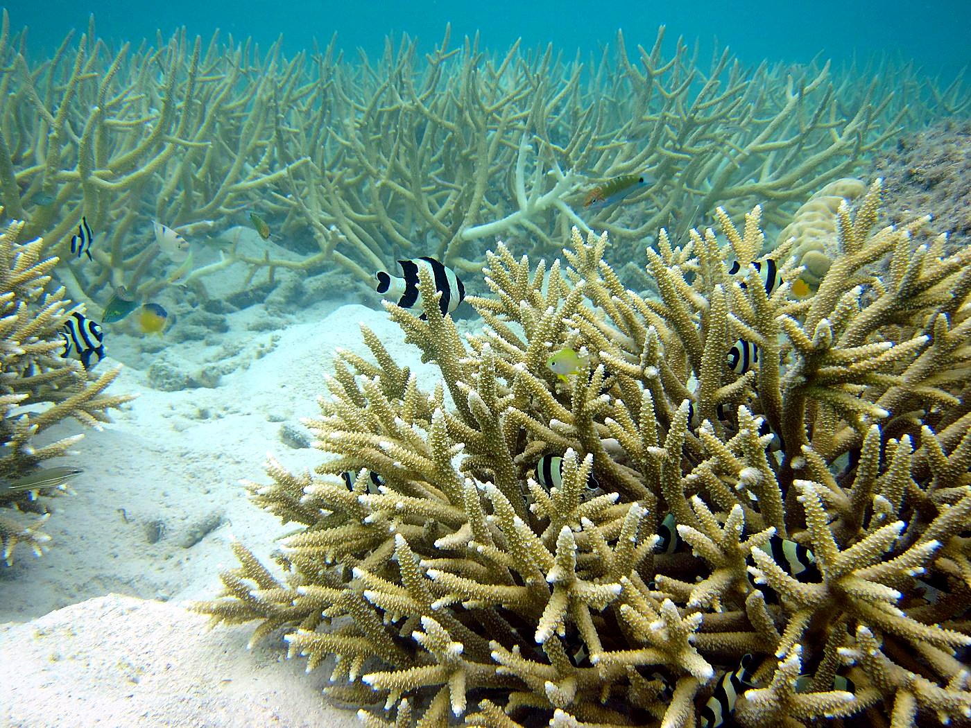 The Shallow Lagoon 65