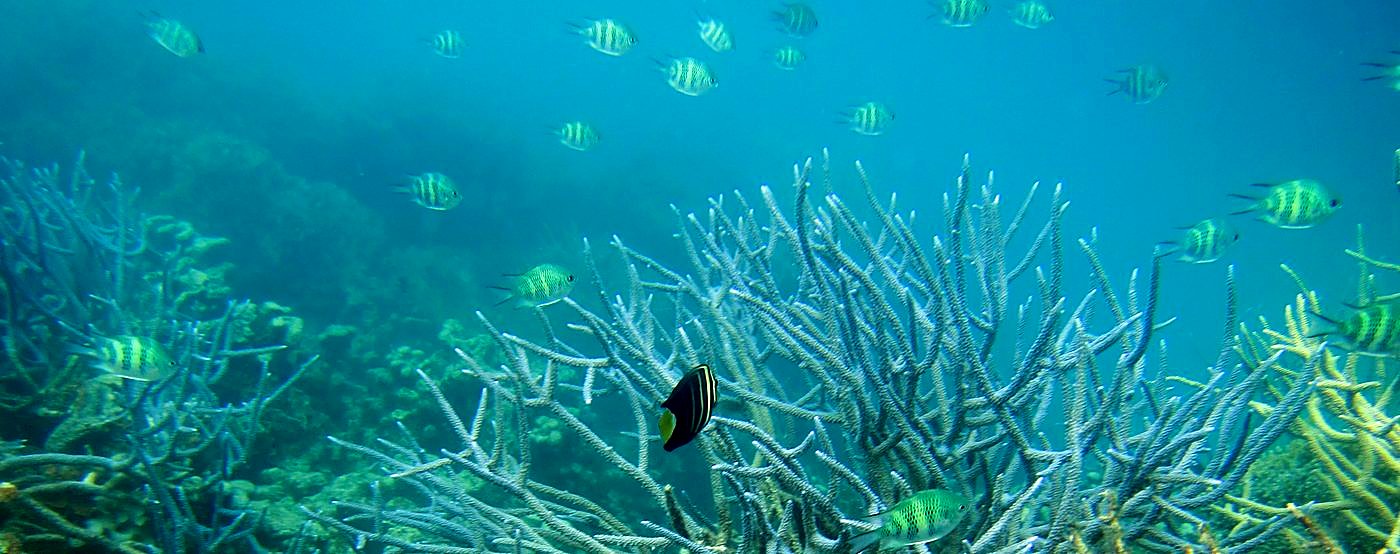 The Shallow Lagoon 66
