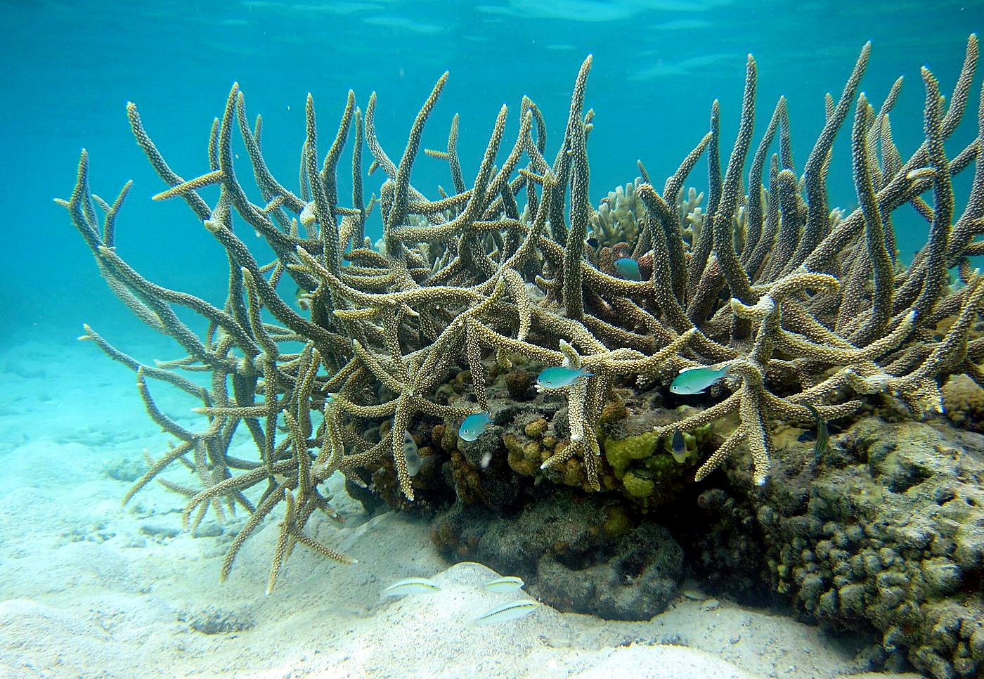 The Shallow Lagoon 68