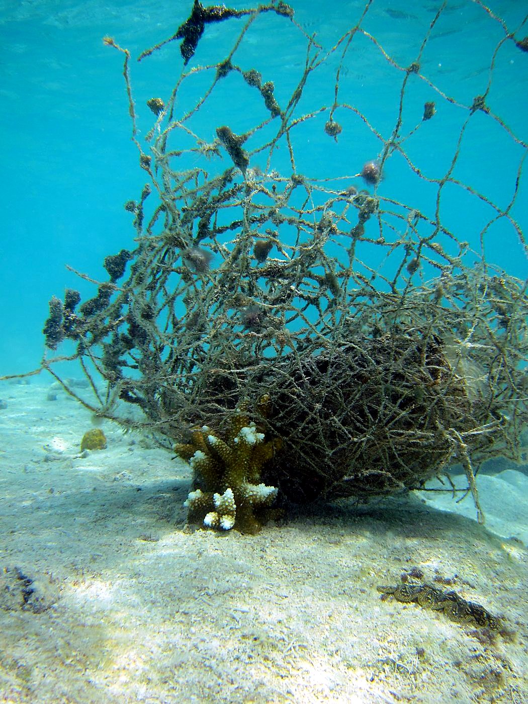 The Shallow Lagoon 70