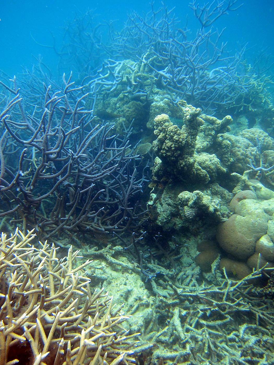 The Shallow Lagoon 71