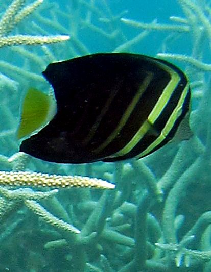 The Shallow Lagoon 72