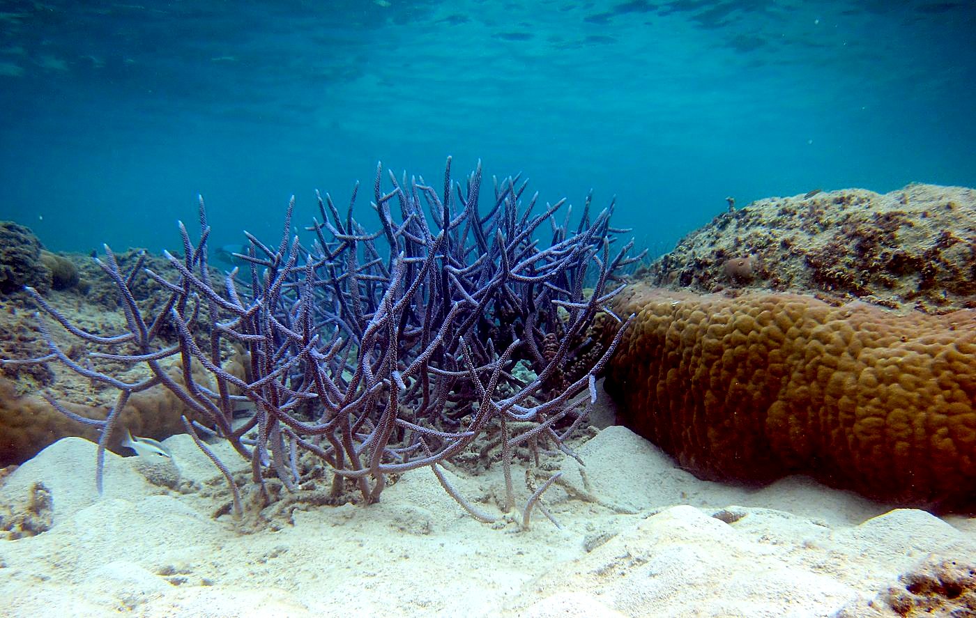 The Shallow Lagoon 73