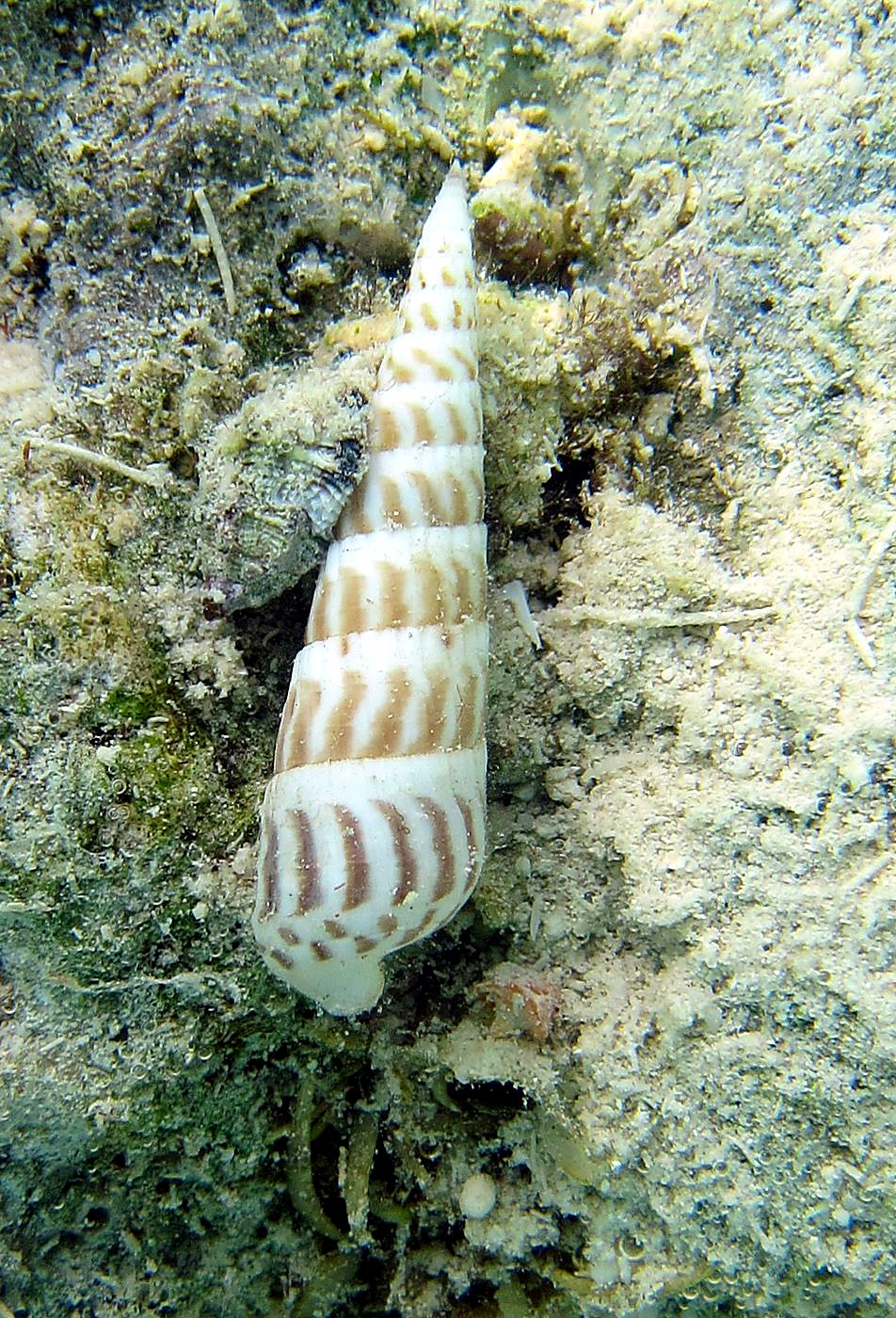 The Shallow Lagoon 74