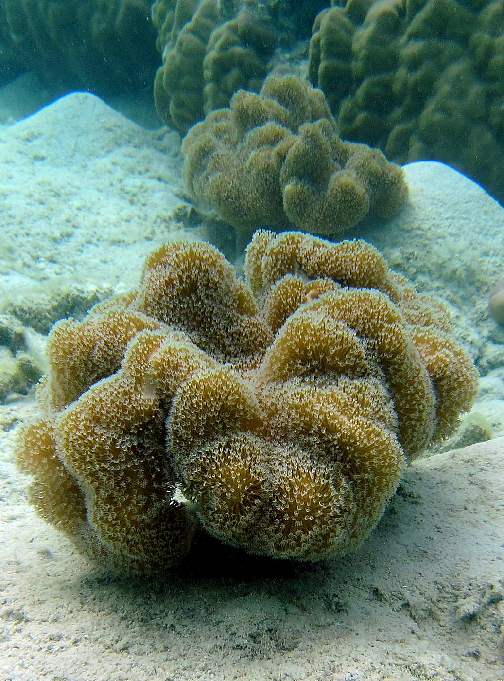 The Shallow Lagoon 75