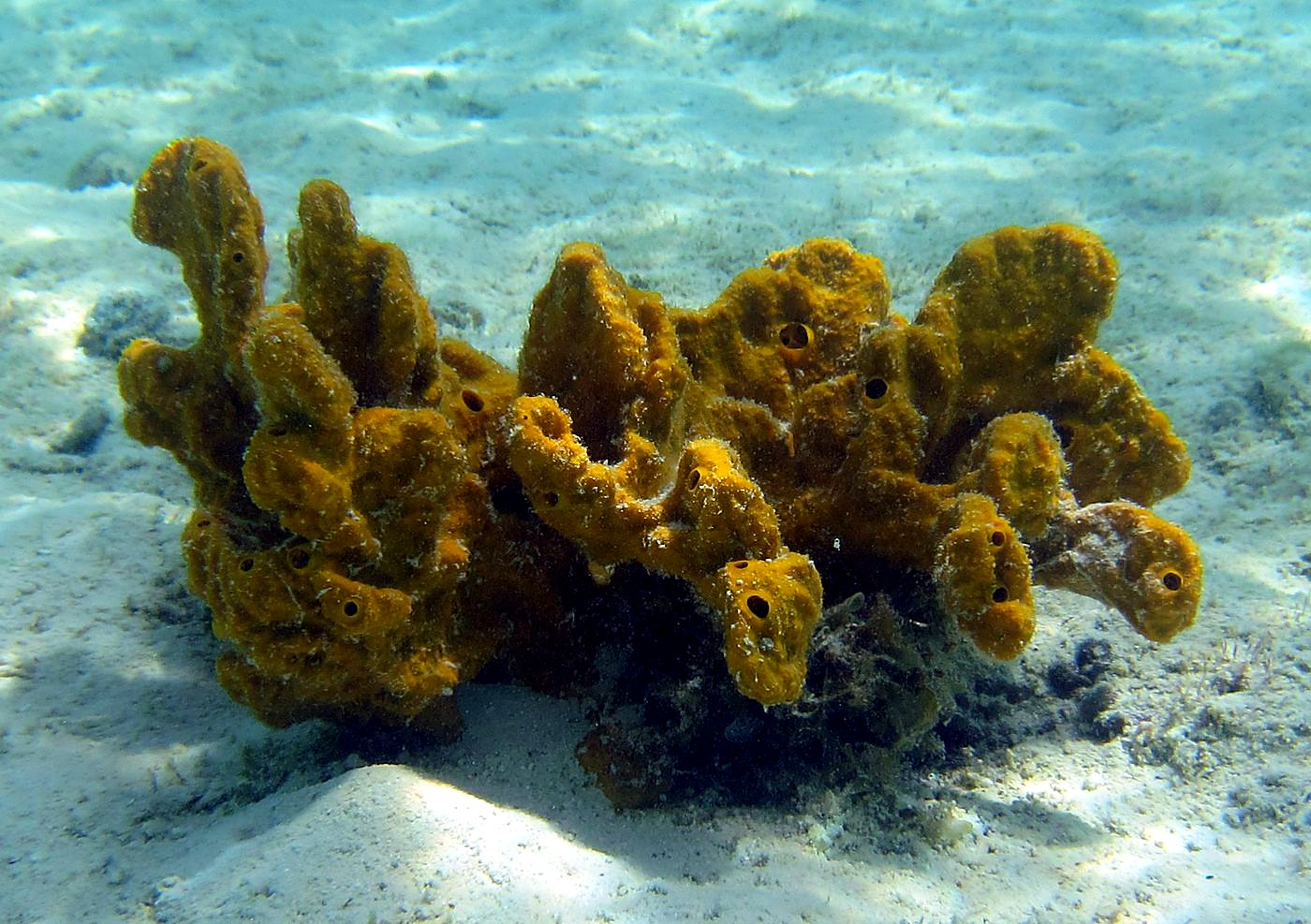 The Shallow Lagoon 76