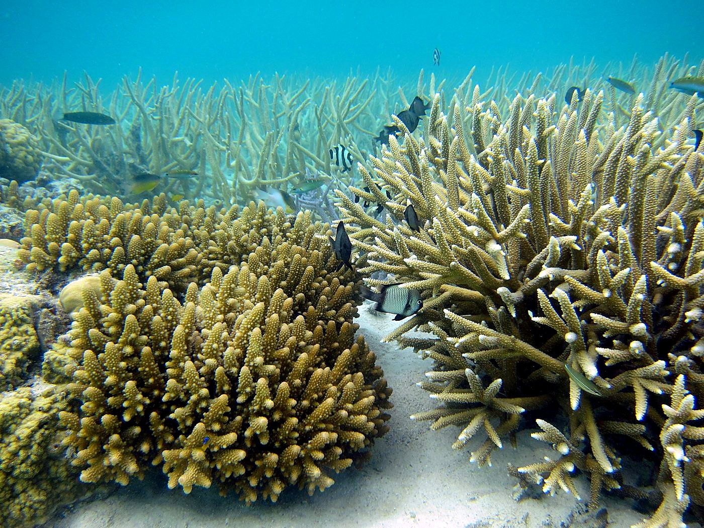 The Shallow Lagoon 78