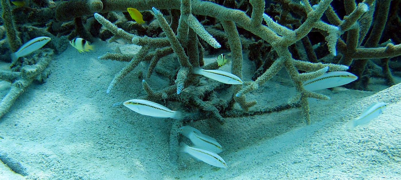 The Shallow Lagoon 79