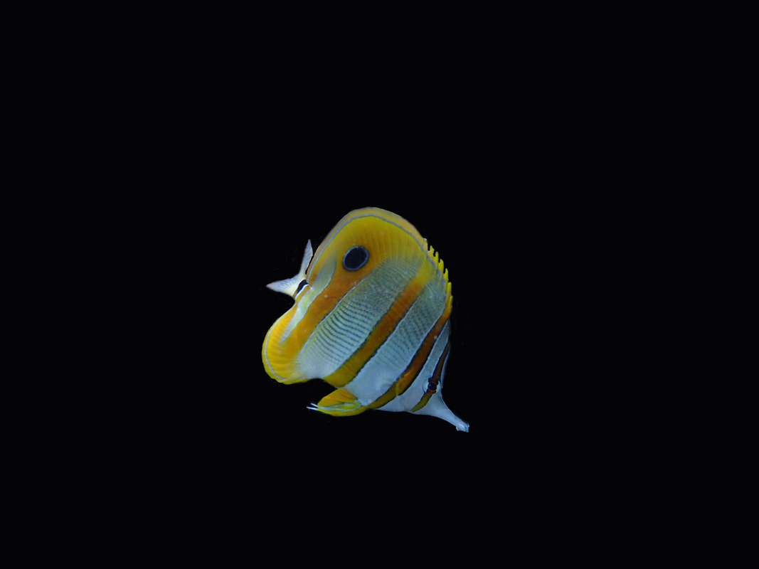 Below the Water Line 9