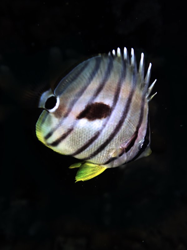 Below the Water Line 10