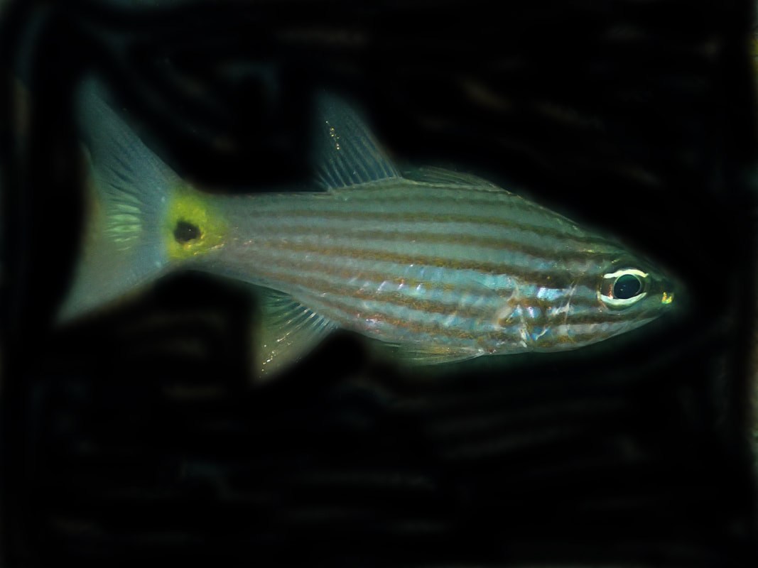 Below the Water Line 15