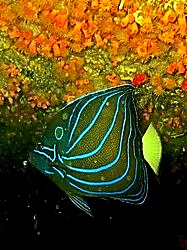 Blue-ring angelfish, Bintan reef