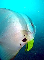 Batfish close up, Bintan reef