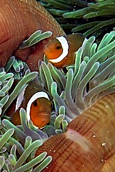 Clownfish in anemone, Bintan reef