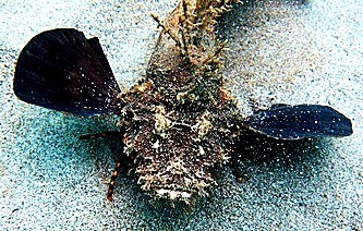 Lionfish camouflaged on the sand, Bintan