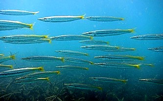 School of needlefish, Bintan