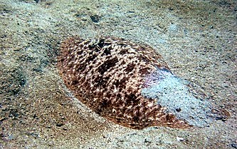 Scorpionfish camouflaged in the sand, Bintan
