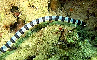 Banded sea snake over the reef, Bintan
