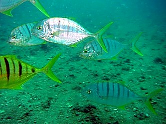 School of trevally over the reef, Bintan